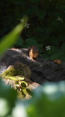 chipmunk on a rock