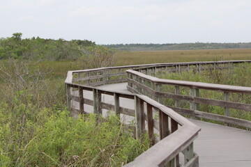 Fototapeta premium wooden pathway through wetlands in Florida.