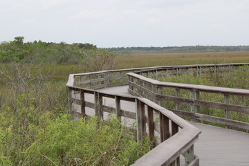 Fototapeta premium wooden pathway through wetlands in Florida.