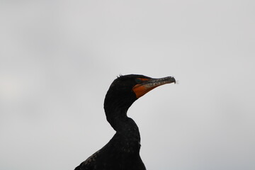 photo of big black bird with a vibrant orange patch near its beak.