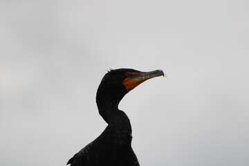 photo of big black bird with a vibrant orange patch near its beak.
