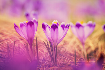 Spring crocus flowers, Easter background