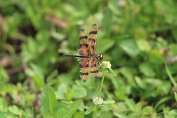 Close-up of a colorful dragonfly with transparent wings, resting on a small white flower in a lush green field. The dragonfly has striped brown and orange wings, with intricate details.