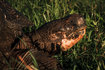 Close-Up of Galapagos Tortoise in Sunlight