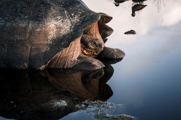 Galapagos Tortoise Reflection in Water