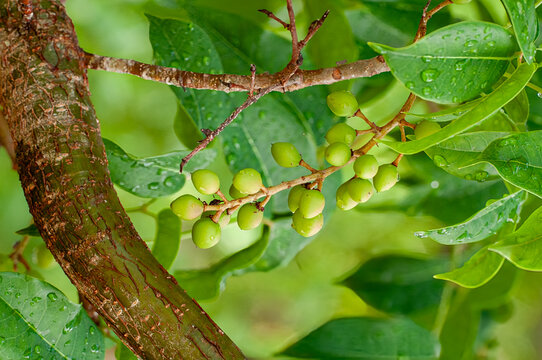 A closeup of an unripe fruit cluster of the gumbo-limbo tree, Bursera simaruba. The fruits mature over a year into purplish red berries that are relished by birds and small mammals.