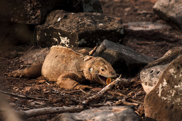 Galapagos Land Iguana in Natural Habitat