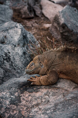 Galapagos Land Iguana Resting on Rocky Terrain