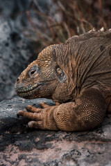 Obraz premium Galapagos Iguana Close-Up on Rocky Habitat