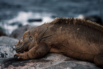 Galapagos Island Iguana Resting..