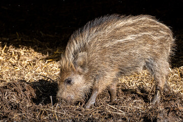 Wildschweinferkel