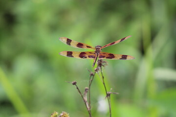 Close-up of a colorful dragonfly with transparent wings, resting on a small white flower in a lush green field. The dragonfly has striped brown and orange wings, with intricate details.