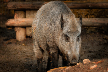 Wildschwein