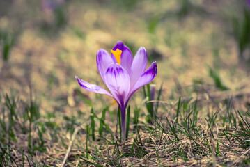 Spring crocus flower. Seasonal Easter background.