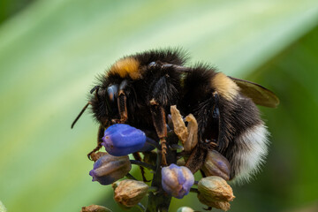 Hummel