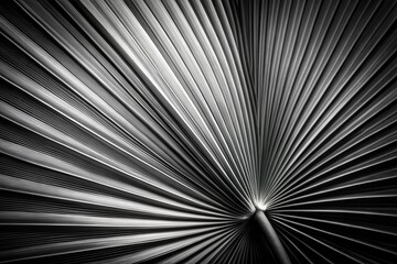Black and white close-up of a palm leaf with its characteristic fan-shaped shape and sharp edges against a dark background. Minimalistic modern background