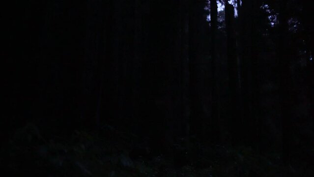 Tottori,Japan - July 2, 2024: Fireflies or Hotaria parvula or Hime botaru flying over Obara river at Fukumaki Hotaru no Kuni, Tottori, Japan, 
