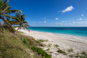 palm trees on a tropical beach