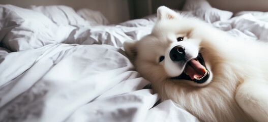 Generated image a close up of a dog laying in a bed, samoyed dog, happy with his mouth open, white sheets, pure joy, soft morning light, cuteness, expressing joy