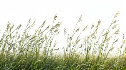 Nature tall meadow grass cut out transparent backgrounds 3d illustration