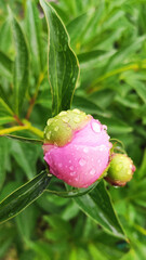 Peony, peony with water droplets, peony bud