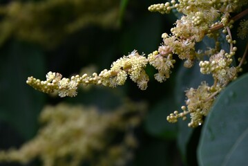 Japanese mallotus (Mallotus japonicus) flowers. Euphorbiaceae dioecious deciduous shrub. Numerous white flowers bloom in panicles in early summer.