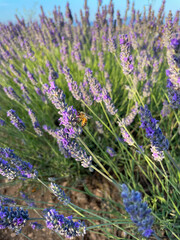 Stunning view of a blooming lavender flowers field with purple blue flowers in Provence, France