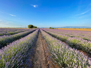 Fototapeta premium Stunning view of a blooming lavender flowers field with purple blue flowers in Provence, France