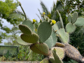 Beautiful Opuntia leucotricha cactus plant with yellow flowers in botanical garden park close up