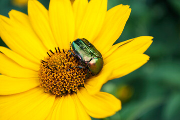 bright bronze sits on a yellow flower