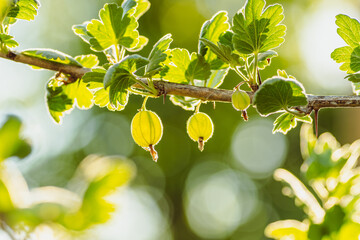 A Branch of Gooseberries Basks in Summer Sun