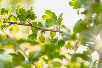 A Branch of Gooseberries Basks in Summer Sun