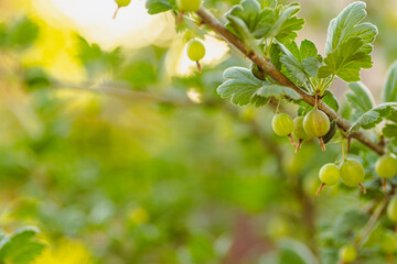 A Branch of Gooseberries Basks in Summer Sun