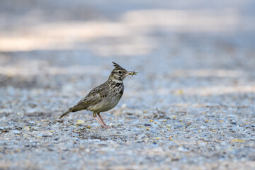 Crested lark bird on the ground with insect