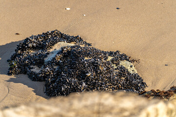 Wild Mussels (Mytilus Edulis) on the rock at low tide.
