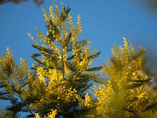 Beautiful bright yellow hairy mimosa flowers close-up. Blooming mimosa tree in early spring waves on wind. Sunny spring day. Acacia dealbata. Fluffy flowers in spring garden with sunny bokeh light
