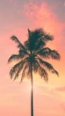 palm trees at sunset