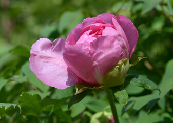 吉野川　ボタンの花