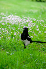 crow on the grass