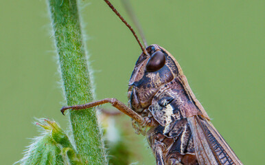Grasshopper. It has long hind legs and short antennae, which are typical characteristics of grasshoppers. Their body is adapted for jumping.