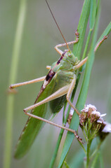 Grasshopper. It has long hind legs and short antennae, which are typical characteristics of grasshoppers. Their body is adapted for jumping.