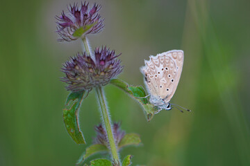 Close-up of a beautiful butterfly sitting on a colorful flower in summer on a countryside meadow.