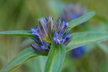 Gentiana cruciata is an endangered perennial herb with blue flowers.