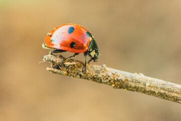 A Ladybug's Journey On A Sun-Kissed Twig