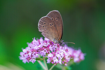 Ockerbindiger Samfalter butterfly (Aphantopus hyperantus), also known as Rostbraunes Wiesenvögelchen or Rotbraunes Wiesenvögelchen. This species of butterfly belongs to the butterfly family