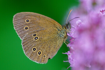 Ockerbindiger Samfalter butterfly (Aphantopus hyperantus), also known as Rostbraunes Wiesenvögelchen or Rotbraunes Wiesenvögelchen. This species of butterfly belongs to the butterfly family