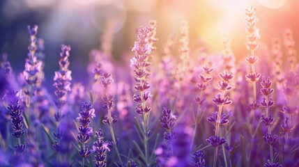 Lavender Field at Sunset