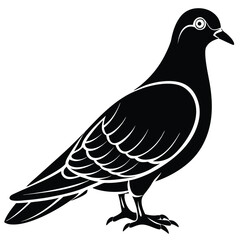 Pigeon Silhouette vector illustration black and white 