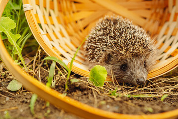 A Curious Hedgehog Peeking Out From Its Wicker Basket Home in the Garden