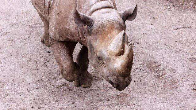 Black rhinoceros or hook-lipped rhinoceros, native to eastern and southern Africa, outdoors. The concept of protecting nature and animals.